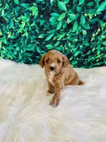 Lily, a female Cavapoo for sale in Middlebury, IN – Photo 4 of 7