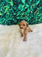 Lily, a female Cavapoo for sale in Middlebury, IN – Photo 5 of 7