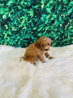 Lily, a female Cavapoo for sale in Middlebury, IN – Photo 3 of 7