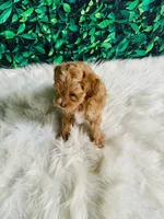 Lily, a female Maltipoo for sale in Middlebury, IN – 2 of 5