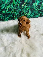 Princess , a female Maltipoo for sale in Middlebury, IN – 5 of 6