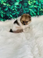 Coco, a female Pomeranian for sale in Middlebury, IN – 7 of 8