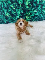 Amara F1B , a female Miniature Goldendoodle for sale in Middlebury, IN – 2 of 5