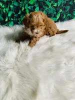 Finn, a male Maltipoo for sale in Middlebury, IN – 4 of 6