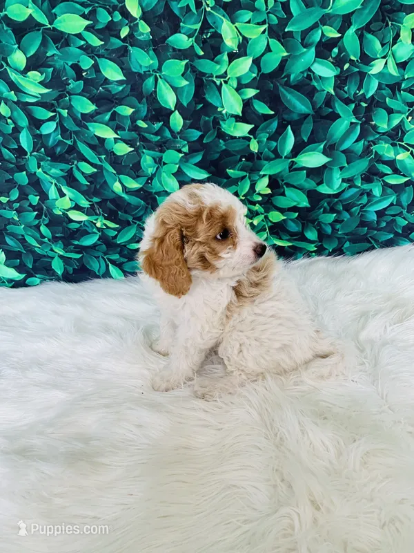Zoey F1B  – Miniature Goldendoodle puppy for sale in Middlebury, IN