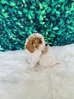 Zoey F1B , a female Miniature Goldendoodle for sale in Middlebury, IN – 1 of 4