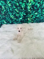 Snowflake F1B , a female Miniature Goldendoodle for sale in Middlebury, IN – 3 of 5