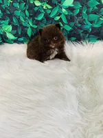 Teddy, a male Pomeranian for sale in Middlebury, IN – 2 of 6
