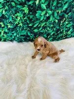 Max, a male Cavapoo for sale in Middlebury, IN – Photo 4 of 6