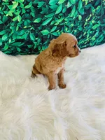 Max, a male Cavapoo for sale in Middlebury, IN – Photo 5 of 6