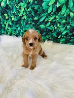 Max, a male Cavapoo for sale in Middlebury, IN – Photo 1 of 6