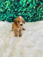 Max, a male Cavapoo for sale in Middlebury, IN – Photo 2 of 6