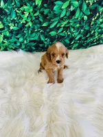 Max, a male Cavapoo for sale in Middlebury, IN – Photo 3 of 6