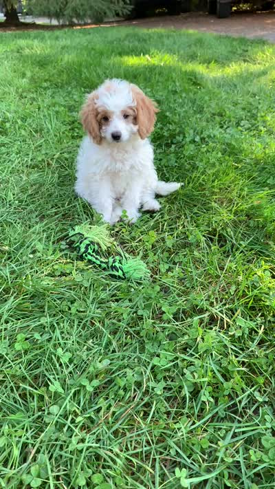 Zoey F1B , a female Miniature Goldendoodle for sale in Middlebury, IN – 5 of 5
