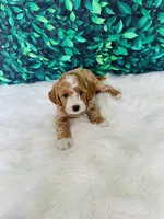 Amara F1B , a female Miniature Goldendoodle for sale in Middlebury, IN – 5 of 5