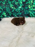 Teddy, a male Pomeranian for sale in Middlebury, IN – 5 of 6