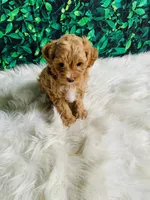 Lily, a female Maltipoo for sale in Middlebury, IN – 3 of 5