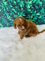 Jack F1B , a male Miniature Goldendoodle for sale in Middlebury, IN – 3 of 6
