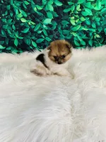 Coco, a female Pomeranian for sale in Middlebury, IN – 1 of 8