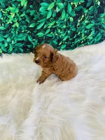Teddy, a male Cavapoo for sale in Middlebury, IN – Photo 6 of 7