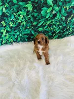 Teddy, a male Cavapoo for sale in Middlebury, IN – Photo 1 of 7