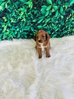 Teddy, a male Cavapoo for sale in Middlebury, IN – Photo 7 of 7