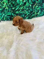 Teddy, a male Cavapoo for sale in Middlebury, IN – Photo 4 of 7