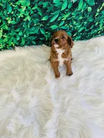 Teddy, a male Cavapoo for sale in Middlebury, IN – Photo 5 of 7
