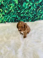 Teddy, a male Cavapoo for sale in Middlebury, IN – Photo 2 of 7