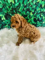 Max, a male Poodle - Miniature  for sale in Middlebury, IN – Photo 3 of 8