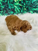 Max, a male Poodle - Miniature  for sale in Middlebury, IN – Photo 5 of 8