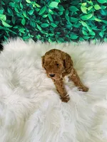 Max, a male Poodle - Miniature  for sale in Middlebury, IN – Photo 2 of 8