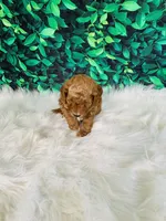 Max, a male Poodle - Miniature  for sale in Middlebury, IN – Photo 7 of 8