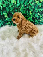 Max, a male Poodle - Miniature  for sale in Middlebury, IN – Photo 1 of 8