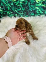 Max, a male Poodle - Miniature  for sale in Middlebury, IN – Photo 4 of 8