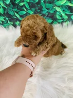 Max, a male Poodle - Miniature  for sale in Middlebury, IN – Photo 6 of 8