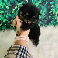 King, a male Pomeranian for sale in Middlebury, IN – Photo 1 of 6