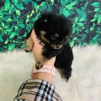 King, a male Pomeranian for sale in Middlebury, IN – Photo 3 of 6