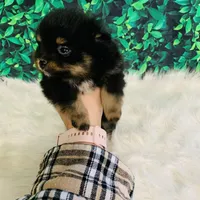 King, a male Pomeranian for sale in Middlebury, IN – Photo 4 of 6