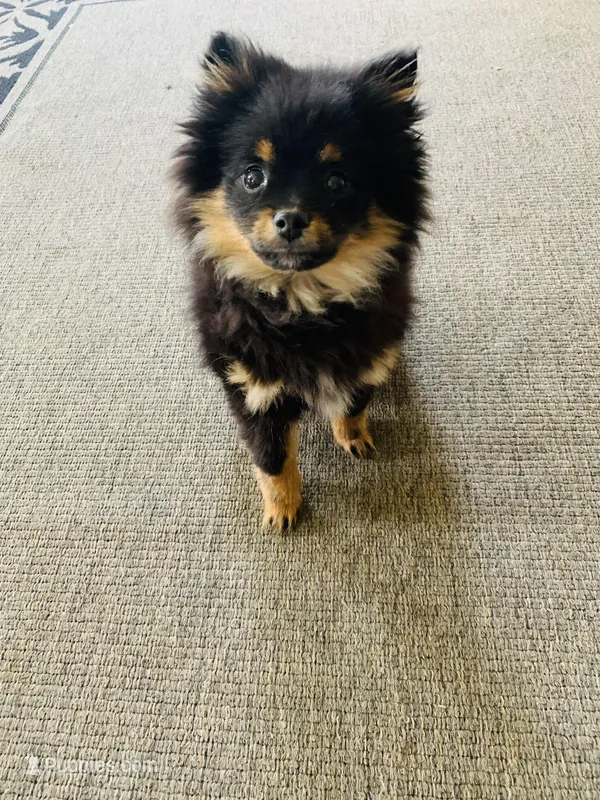 King – Pomeranian puppy for sale in Middlebury, IN