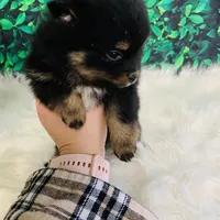 King, a male Pomeranian for sale in Middlebury, IN – Photo 6 of 6