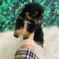 King, a male Pomeranian for sale in Middlebury, IN – Photo 5 of 6