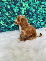 Jack F1B , a male Miniature Goldendoodle for sale in Middlebury, IN – 5 of 6
