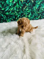 Lily, a female Maltipoo for sale in Middlebury, IN – 5 of 5