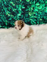 Jack, a male Pomeranian for sale in Middlebury, IN – 2 of 6