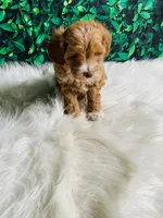 Finn, a male Maltipoo for sale in Middlebury, IN – 6 of 6