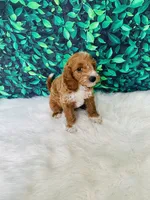 Jack F1B , a male Miniature Goldendoodle for sale in Middlebury, IN – 2 of 6