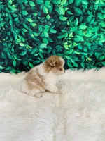 Jack, a male Pomeranian for sale in Middlebury, IN – 3 of 6
