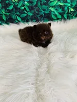 Teddy, a male Pomeranian for sale in Middlebury, IN – 4 of 6