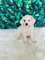 Lily F1B , a female Miniature Goldendoodle for sale in Middlebury, IN – 5 of 6